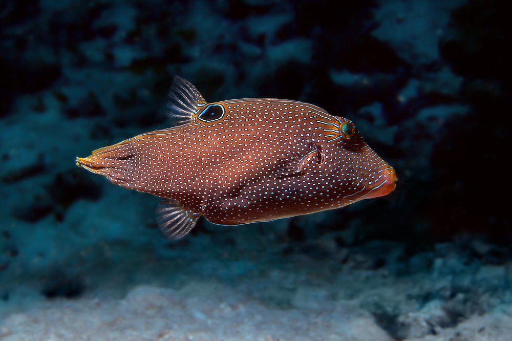 Иглобрюх папуасский