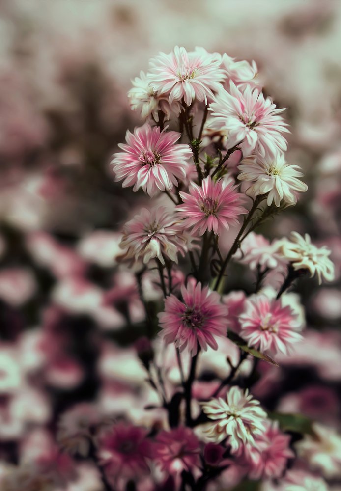 Photograph by David Sala