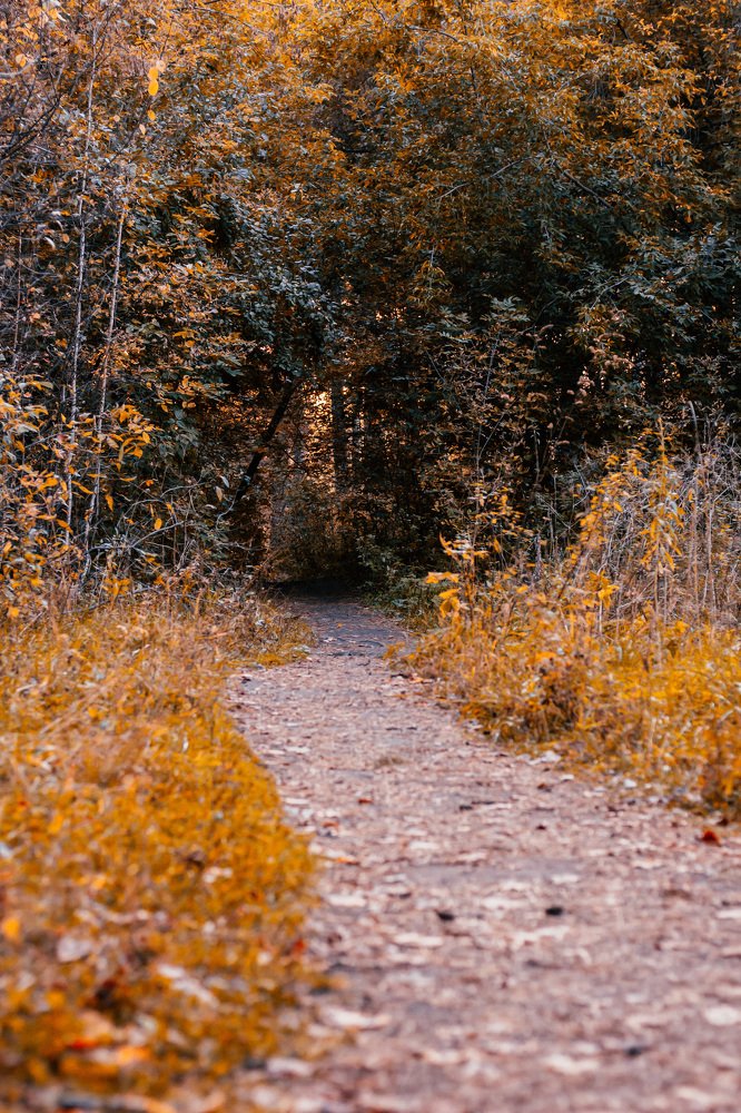 Дорога в осень