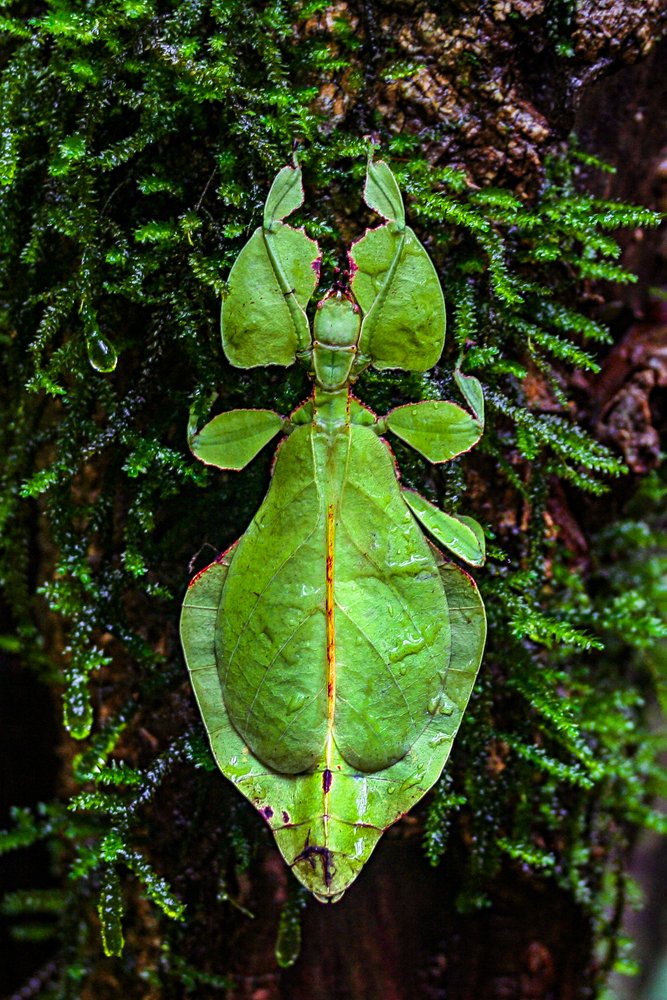 Leaf Insect