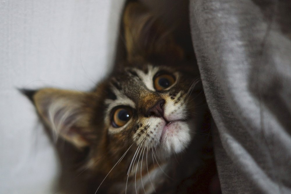 Любопытная котейка