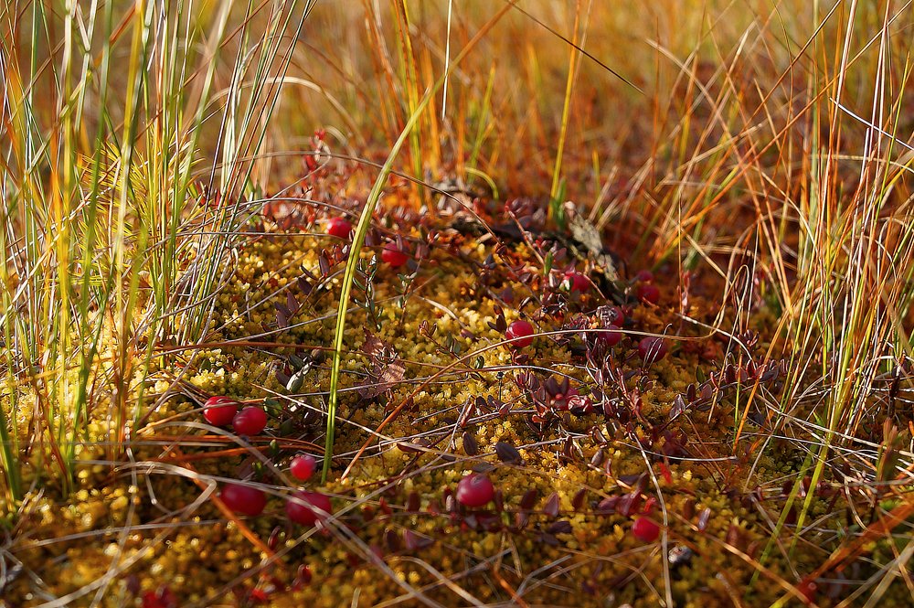 Фотография автора Юрий Цыркунов