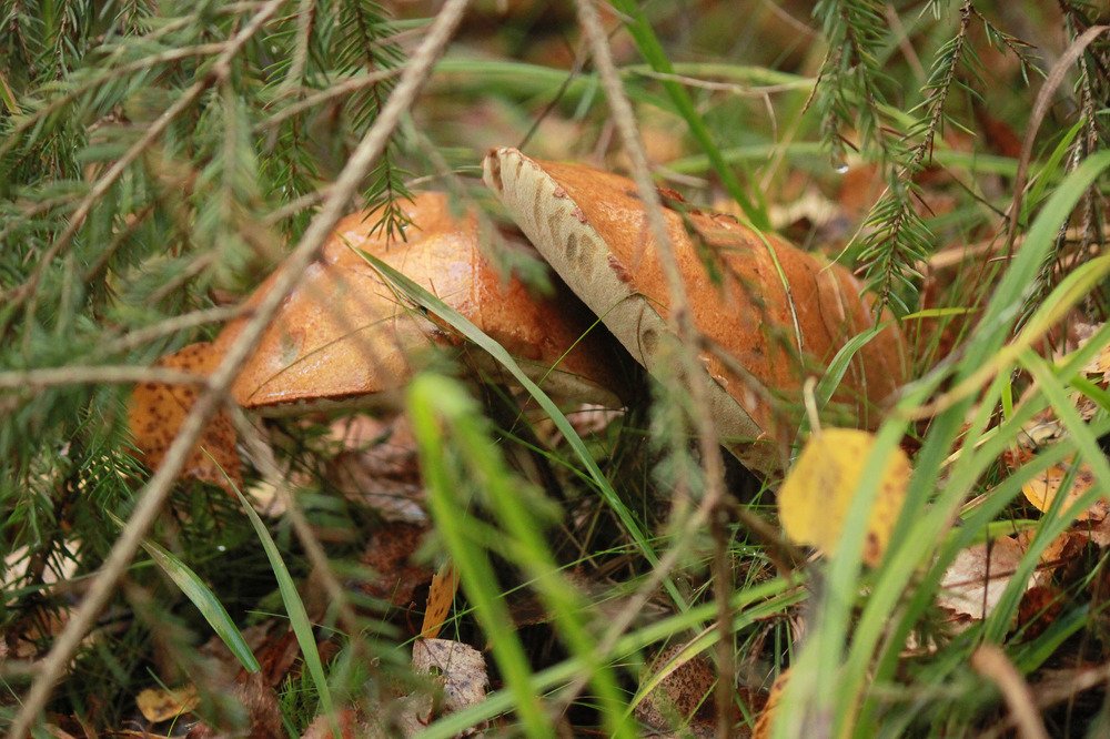 Photograph by Елена Кутепова