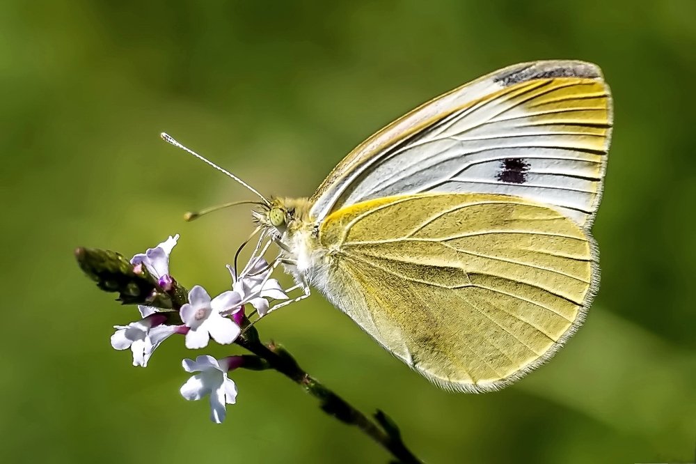 Фотография автора Razgulyaev Aleksandr