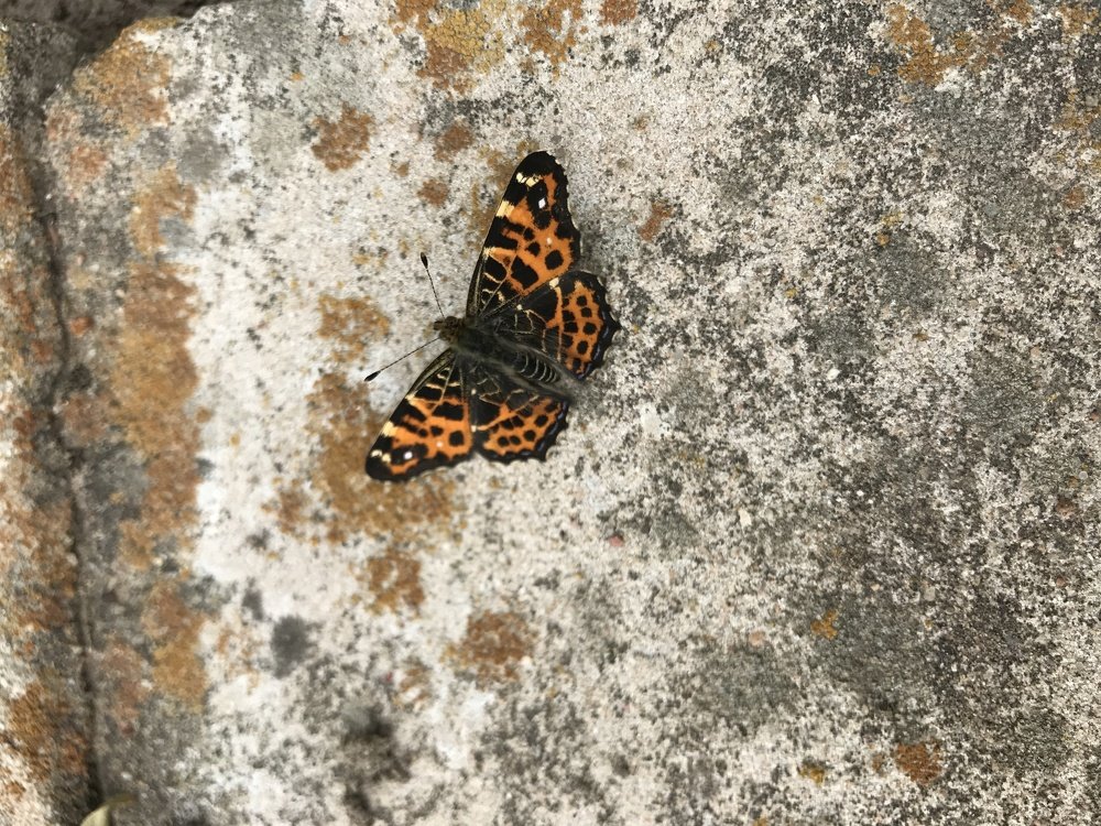 Photograph by Ольга Одаренко