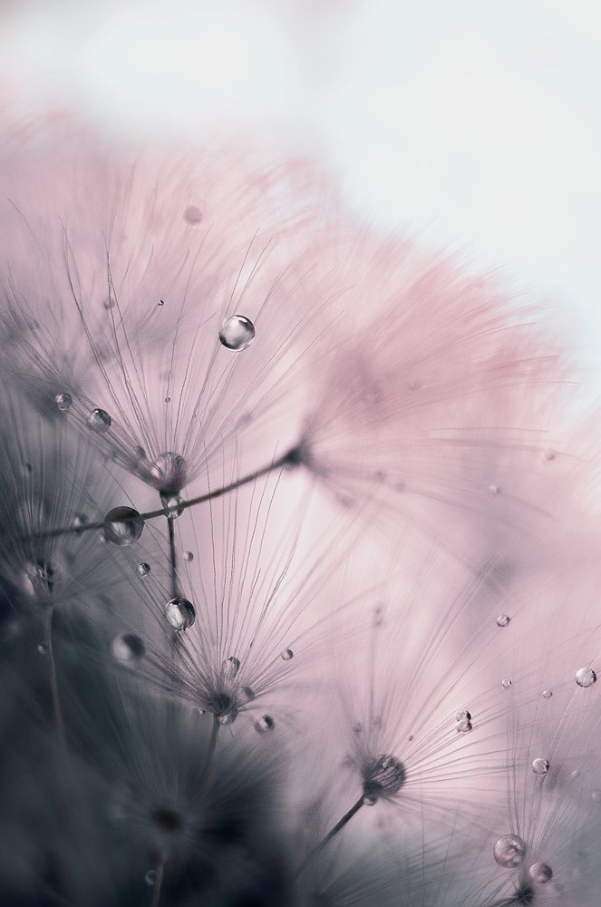 Нежное утро