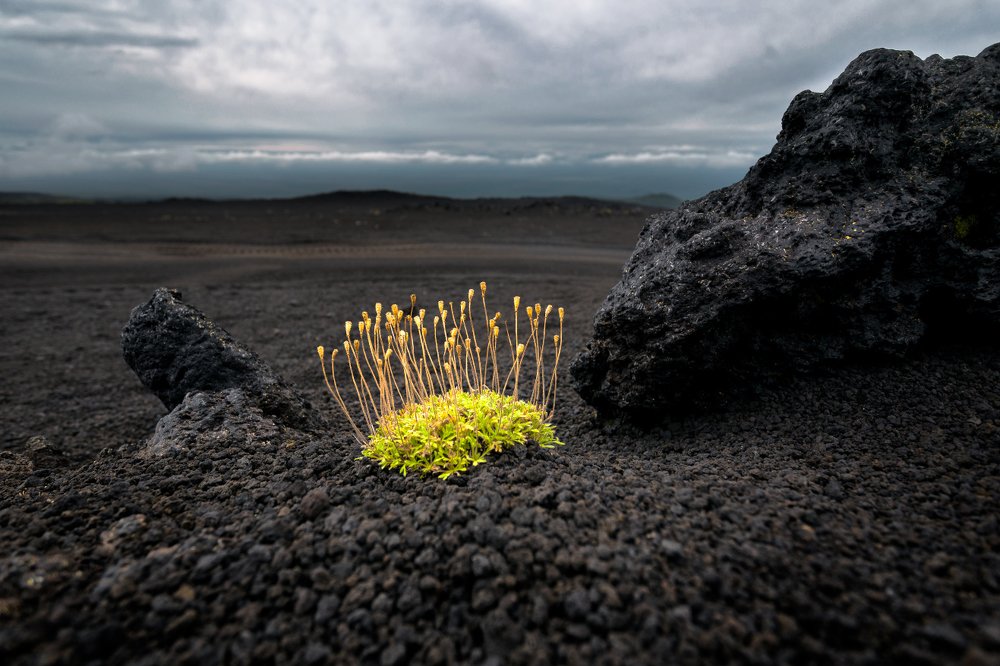 Зарождение