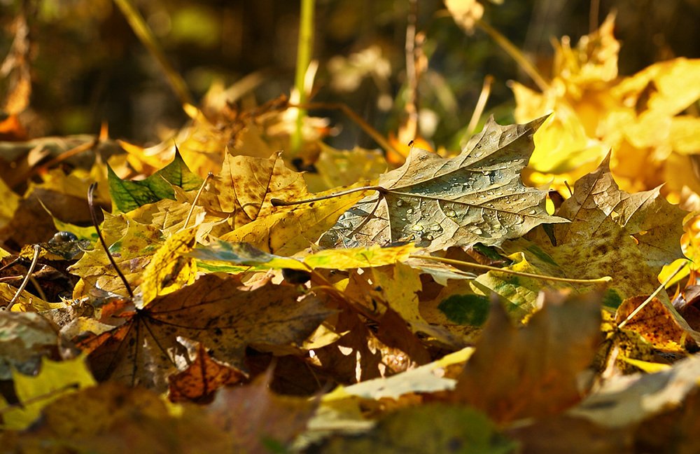 Photograph by Vera Trandina