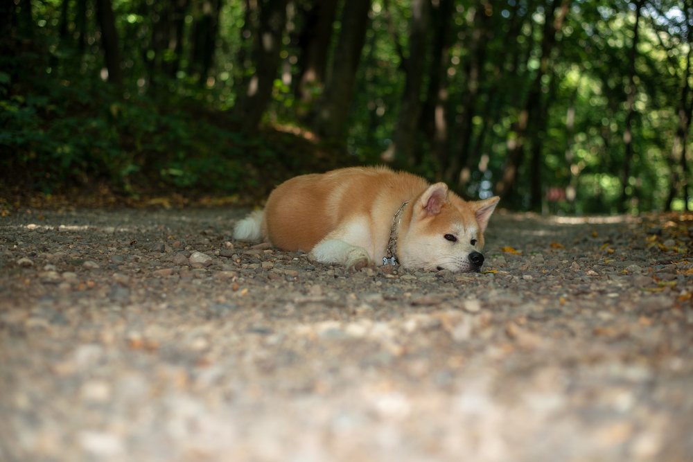 Устал гулять, приляжу отдохну.