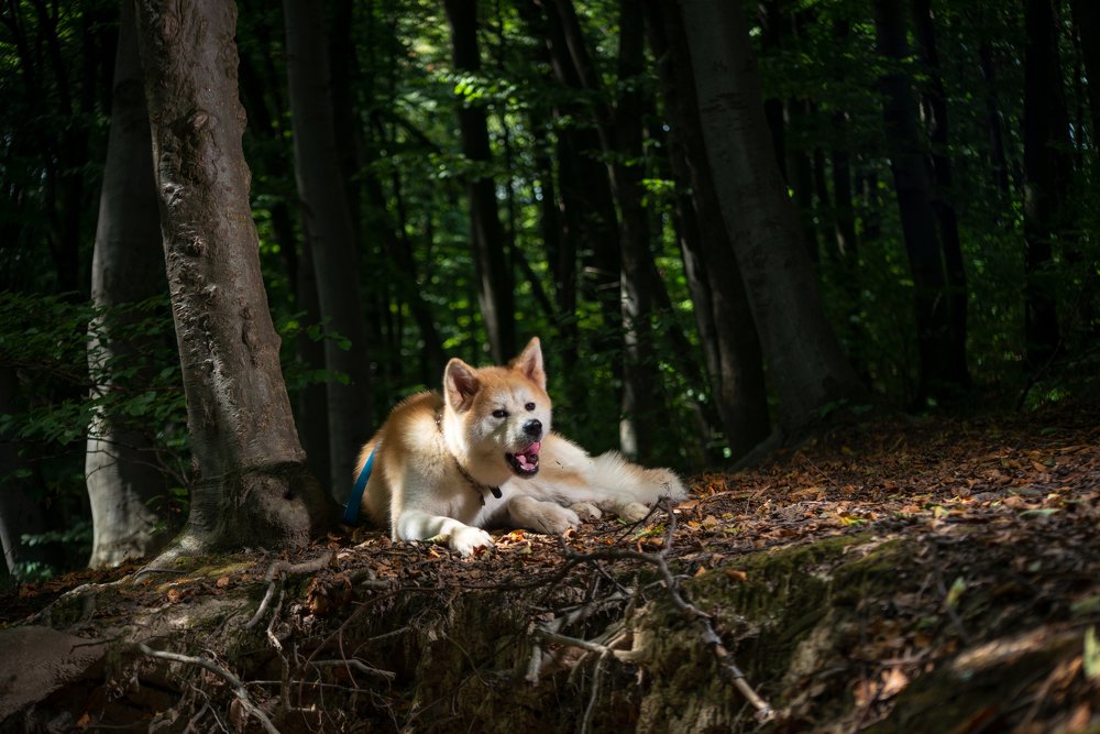 Photograph by Олександр Михайлов