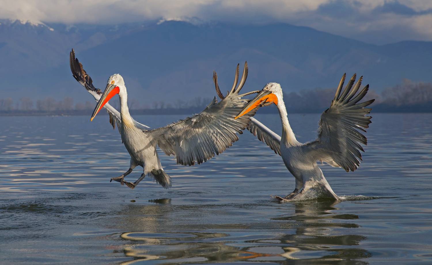 Dalmatian pelicans