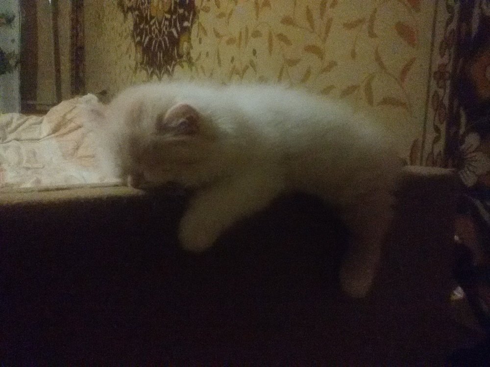 Photo #5081319