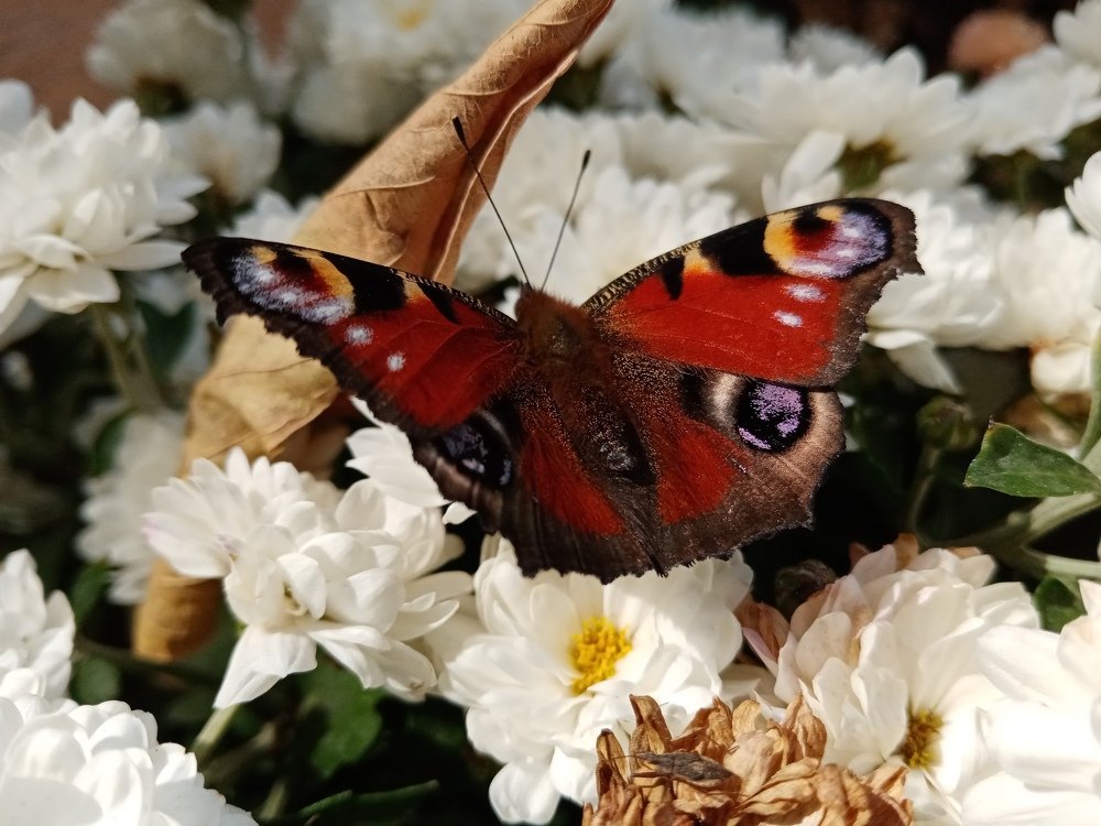 Photograph by Жанна Иванисенко