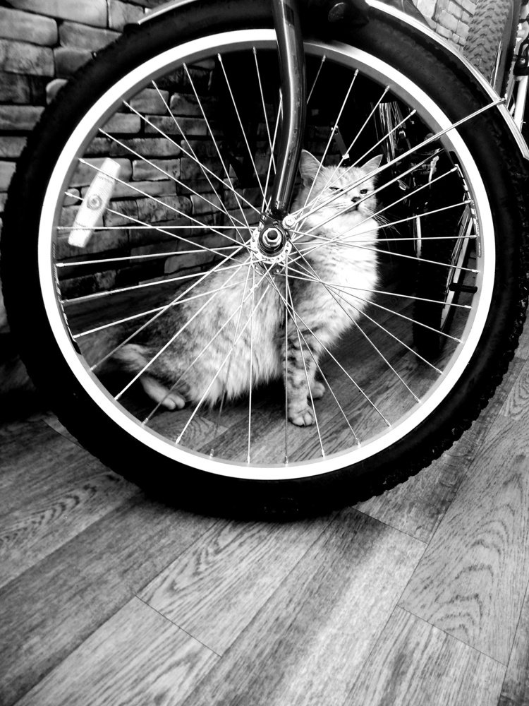 Photograph by Tatiana