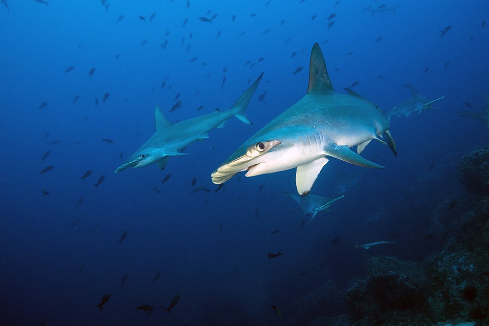 Photograph by Марк Гузик