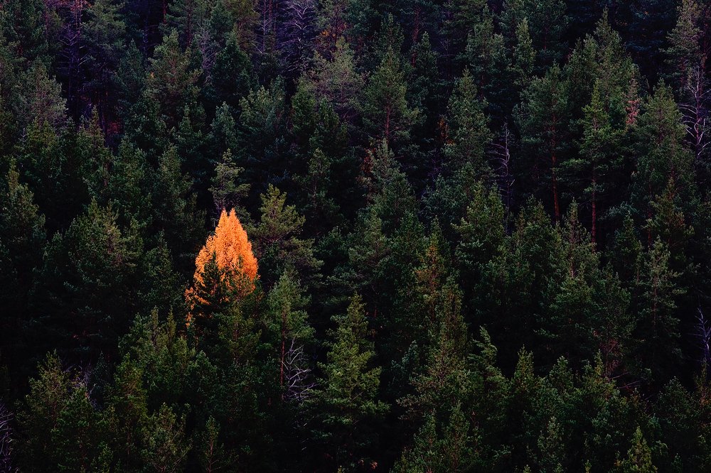 Фотография автора Олег Грачёв
