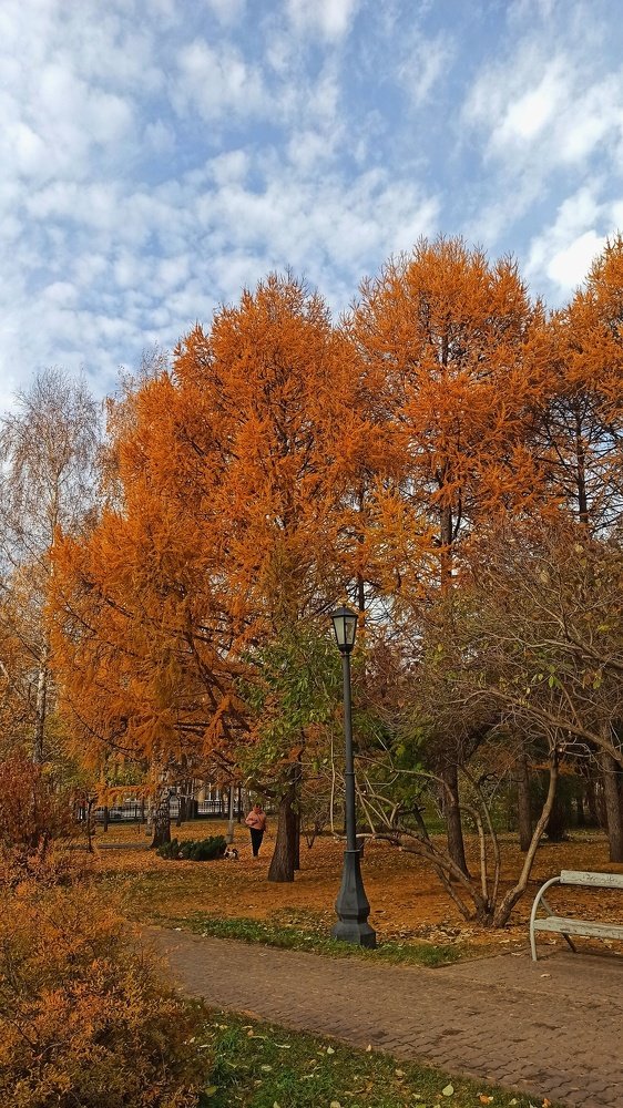 Золото лиственниц