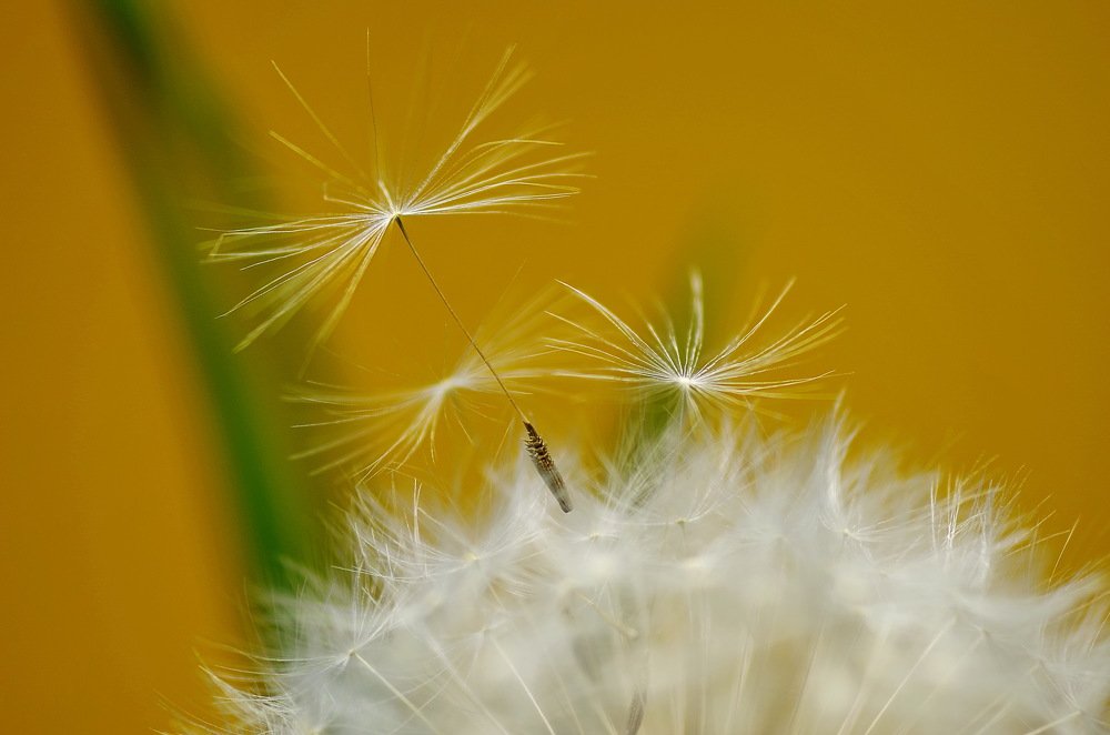 Photograph by Александр Шумаков