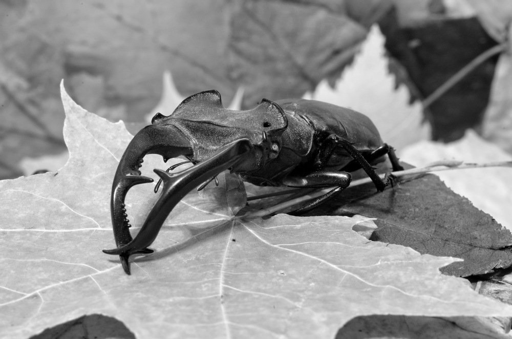 Photograph by Александр Шумаков