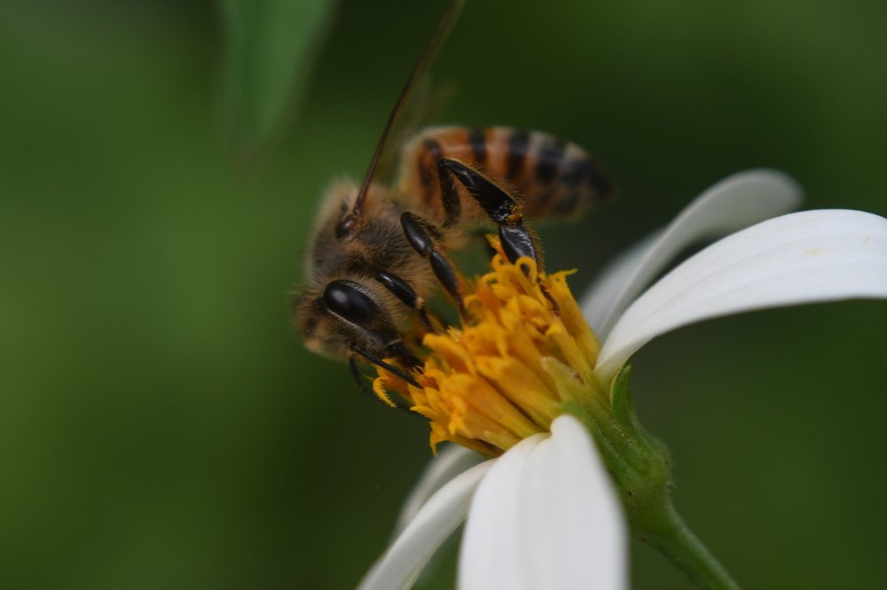 Photograph by Juan Carlos gamborino Sánchez