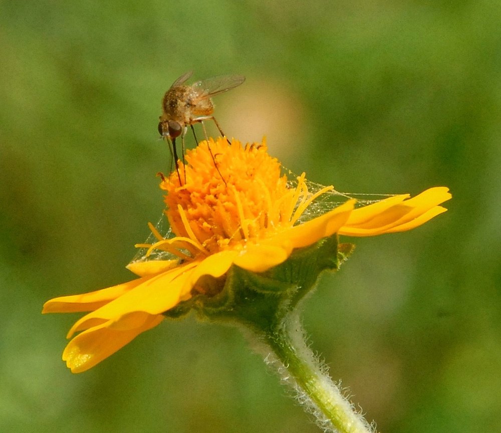 Photograph by Juan Carlos gamborino Sánchez