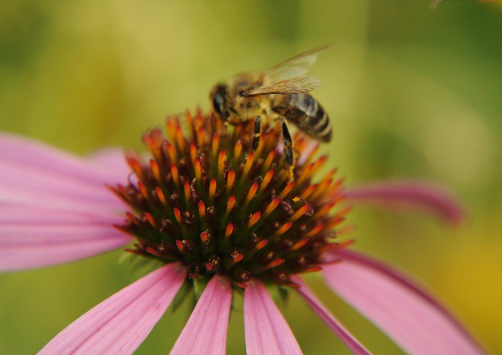 Photograph by Алена Нечипоренко
