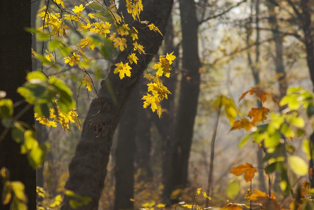 Photograph by Игорь Мальцев