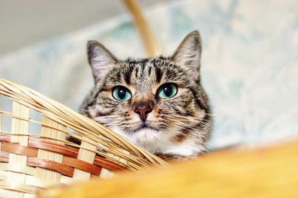 Photograph by Кирилл Кульган