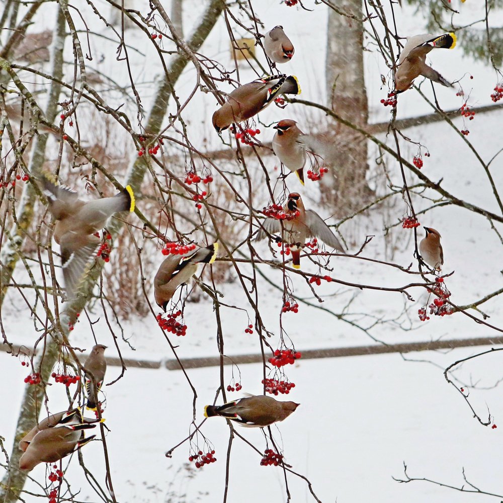 Свиристели за завтраком.