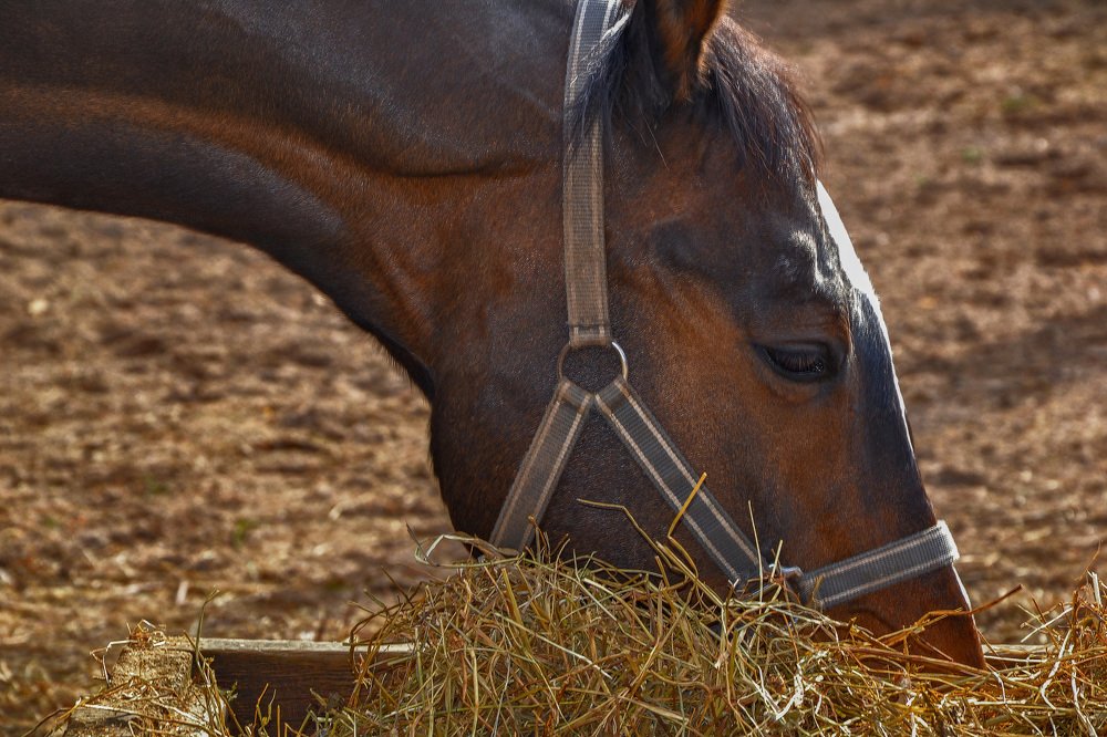 Photograph by Александра Климина
