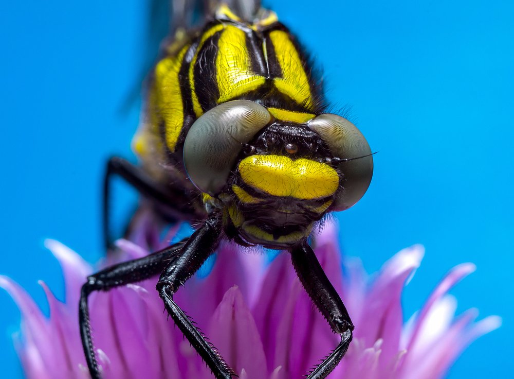 Photograph by Александр Плисик