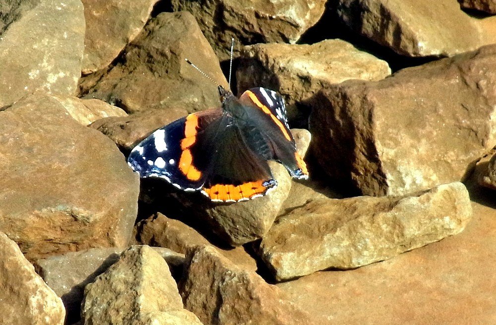 Photograph by леонид натапов