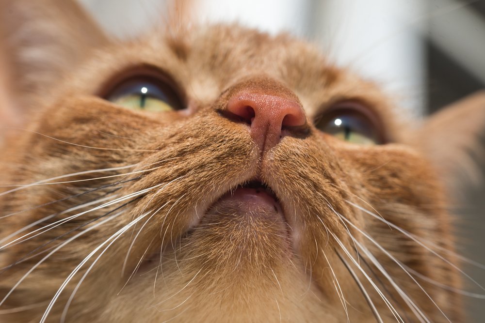 Photograph by Alla Matrosova