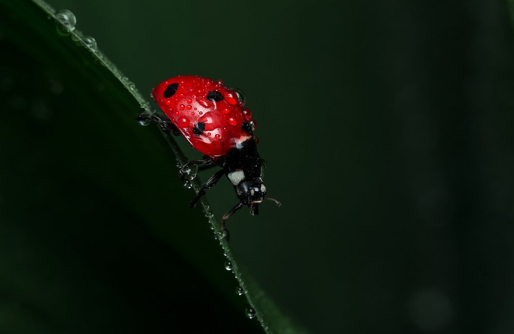 Photograph by Александр Плисик