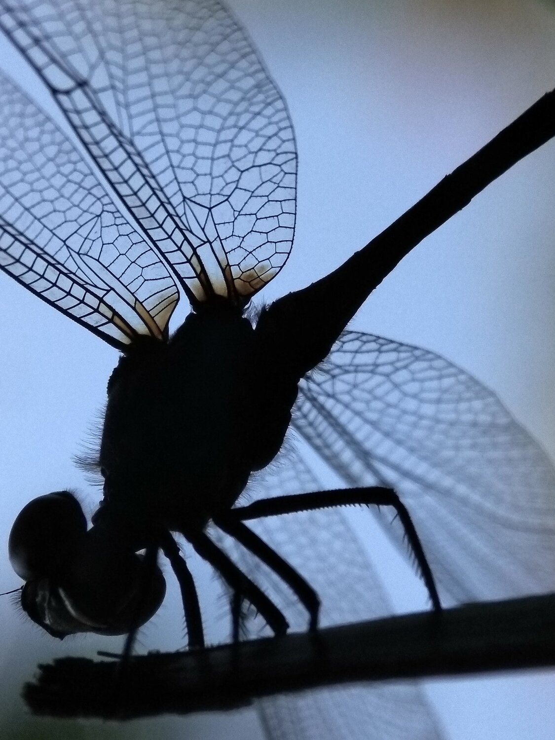 The Agrioneptera