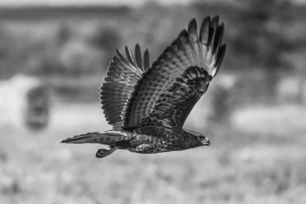 Хозяин неба