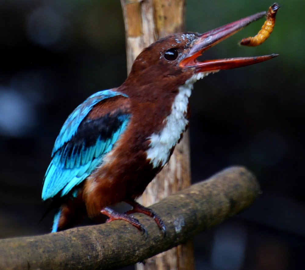 Photograph by Rajeevan Rajarathnam