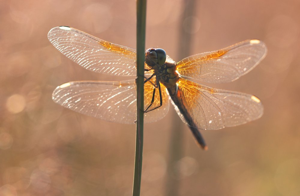 Photograph by Людмила Гудина