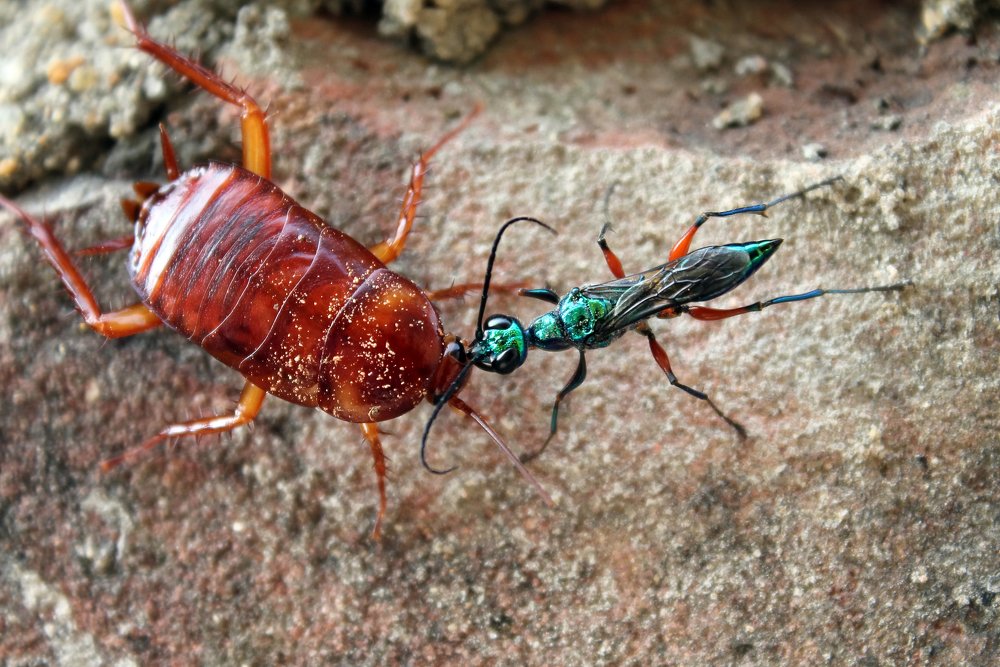 Peculiar reproductive behaviour of ampulex coompressa.
