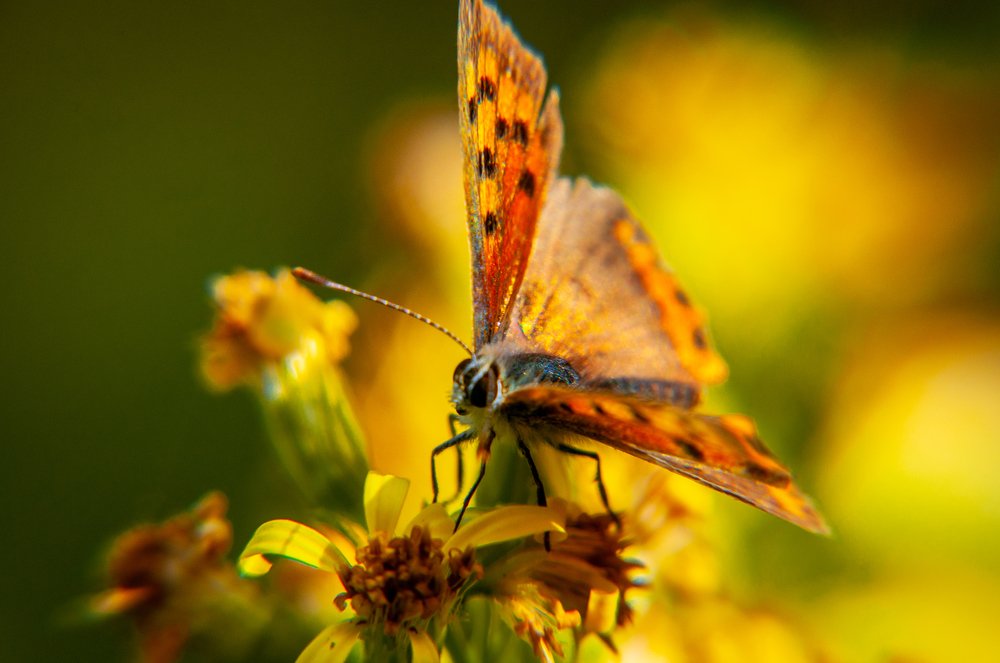 Photograph by Лозинский Ярослав