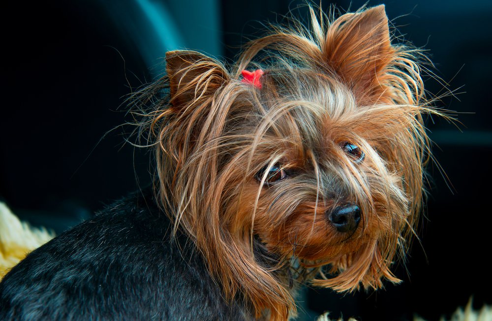 Photograph by юрий ященко