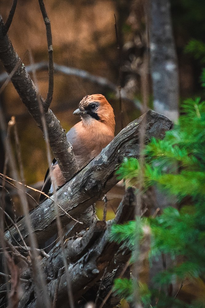 Photograph by Andrey Chuntomov