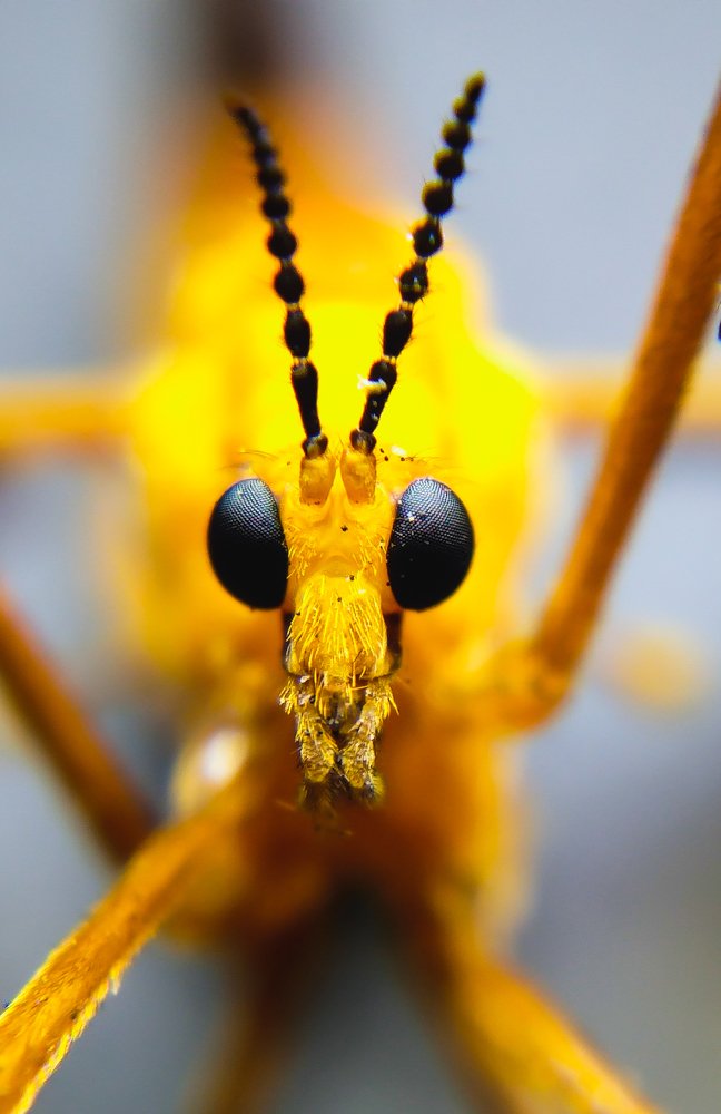 Sawfly