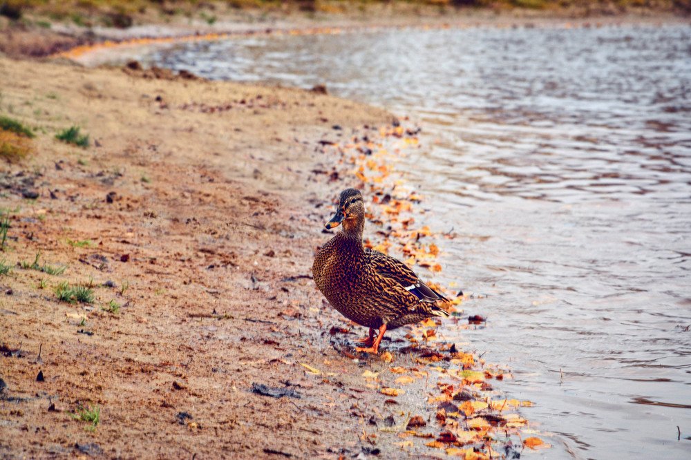 Photograph by Светлана Перминова
