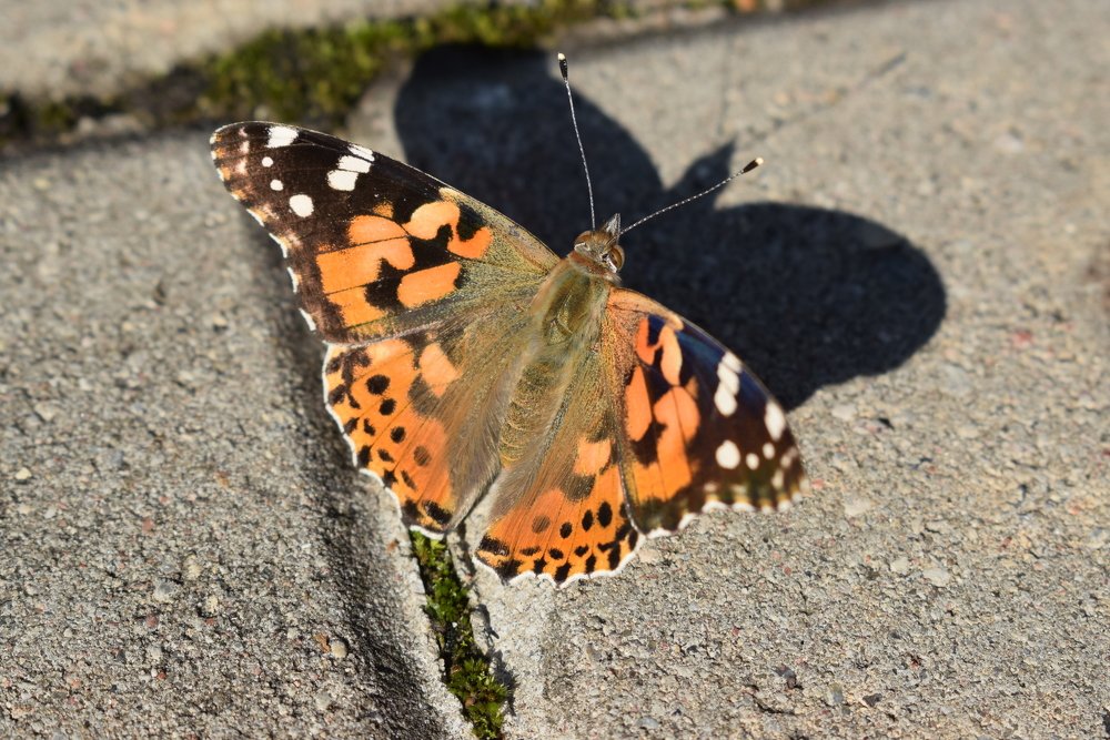 Photograph by Laila Ditmane