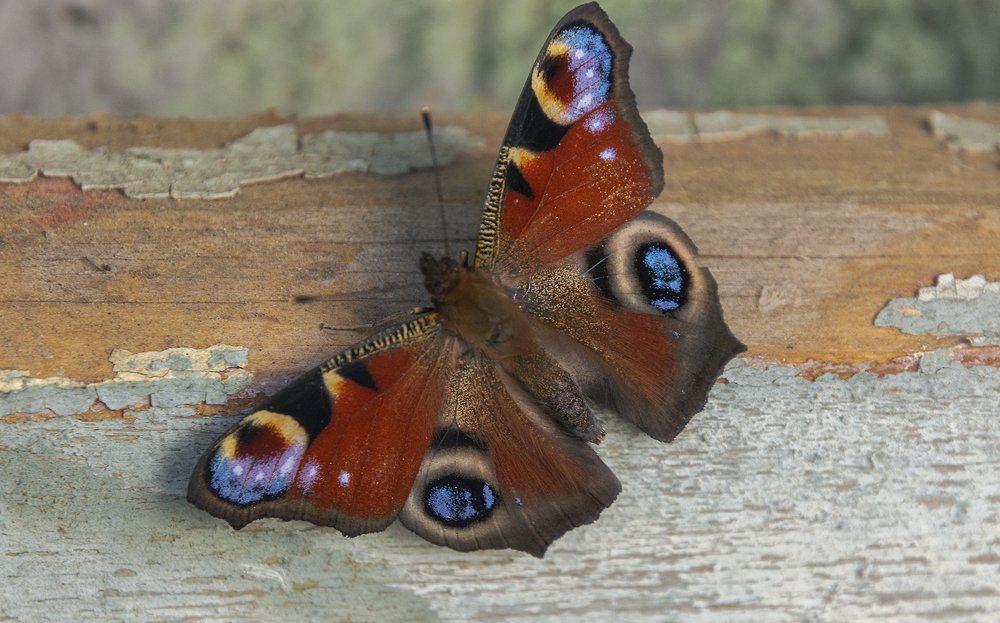 Photograph by Светлана Мельник