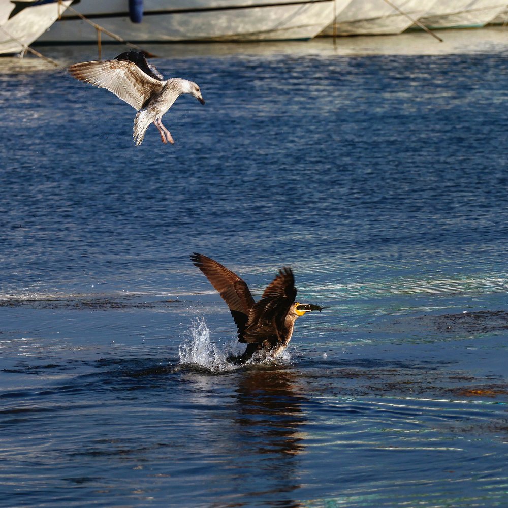 Конкуренты.