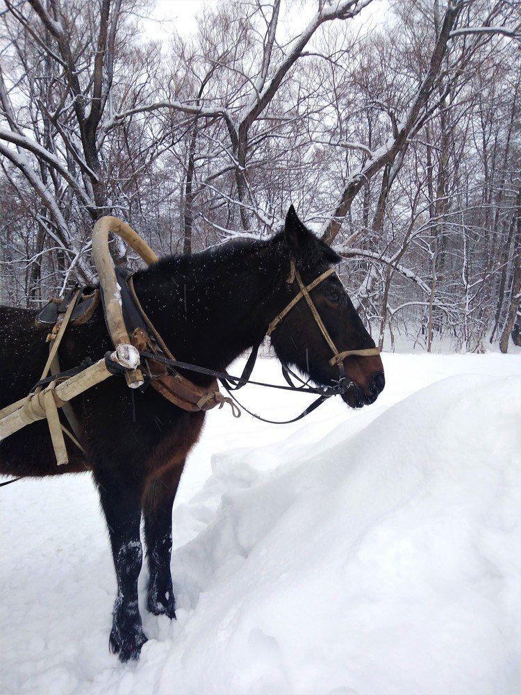 Photo #5083102