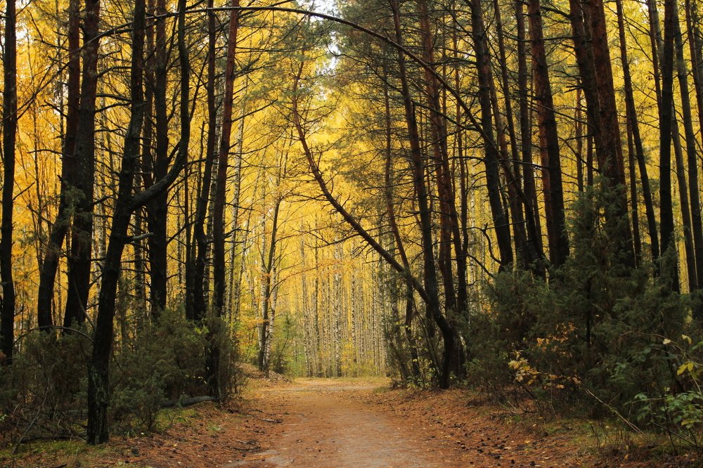 Фотография автора Елена Колосова
