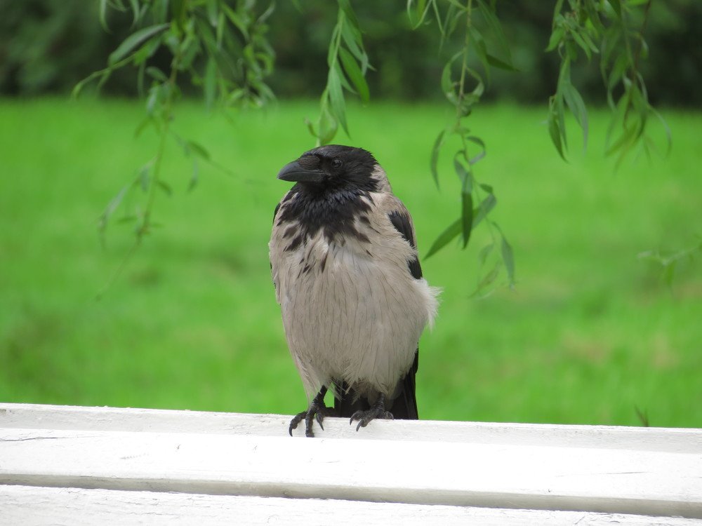 Photograph by Иван Скрипкин